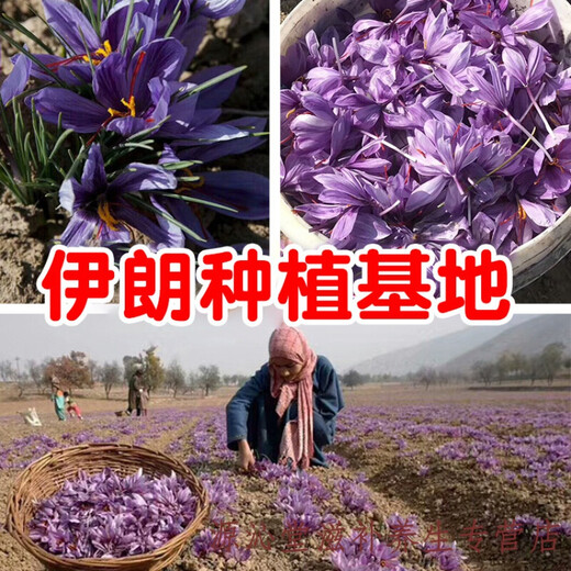 藏迪康藏红花伊朗特级正宗西红花番红花泡水喝3g5g礼盒装 伊朗特级B 5g圆瓶女神装(单瓶