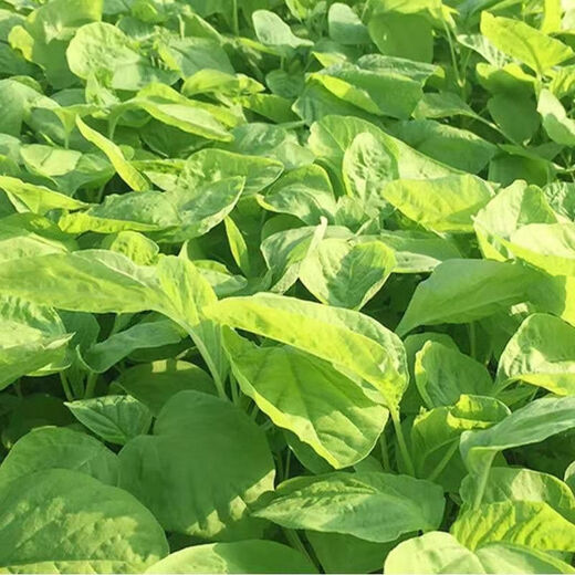 Big round leaf glutinous rice, amaranth, green leaf, amaranth, four seasons, farm vegetables, green seeds, amaranth #(picked and long)* White round leaf amaranth, exquisite 3 packs [sweet, tender and refreshing] about 16,805 capsules