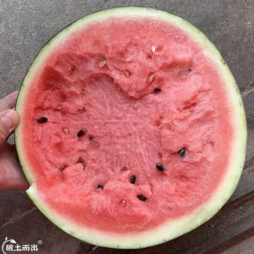 Dayu Lazy Man Watermelon Seed Seedlings Extra Large Suitable for Early Maturing Lazy People in the South 8424 Kirin Melon Meidu Seedless Fruits and Vegetables Meidu Watermelon Seeds 50 Good Quality