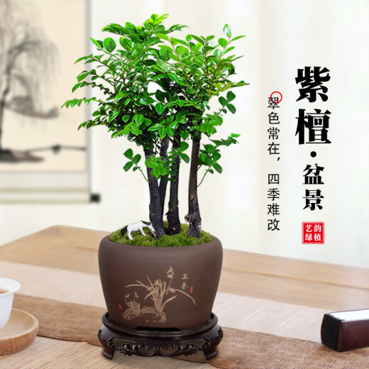 
Want to open small-leaf red sandalwood bonsai plants old pile potted plants office desktop indoor flowers and green plants are good for the four seasons ornaments Small-leaf red sandalwood single pole + purple clay 1342 Know the bamboo always happy +