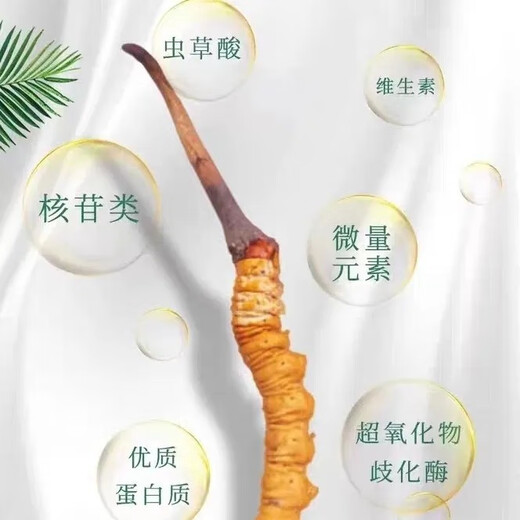 新鲜冬虫夏草2025年头期虫草正品领导高海拔送礼正宗鲜虫草过节 1.0-1.2克/根   10根鲜虫草 冬虫夏草  顺丰发货