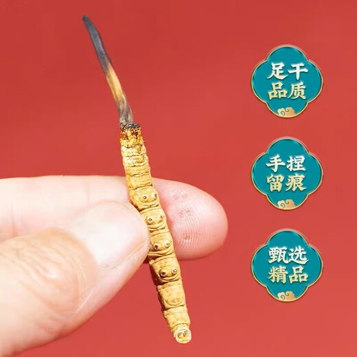雄风道正宗冬虫夏草虫草头期藏区雪域冬虫夏草过节送礼礼盒装 3根/克 20克装