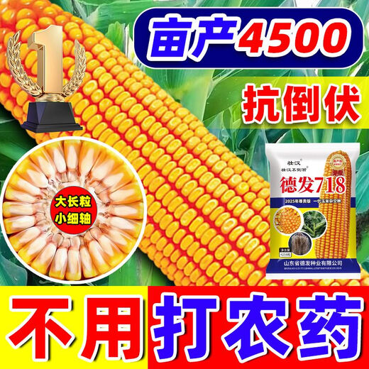 Brave Man Defa 718 High-Yield Corn Seeds Sammlung der landwirtschaftlichen Wissenschaftsakademie für landwirtschaftliche Produkte Double Rod Short Rod Anti-inverted Mais Standard Hot [etwa 4220 Körner]