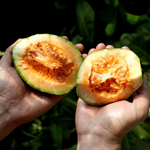 Yuhenong Bingtangzi melon seeds collection, cantaloupe seedlings, pear and melon seeds, high-quality old varieties of winter fruits and vegetables, Bingtangzi melon seeds 50 capsules/bag