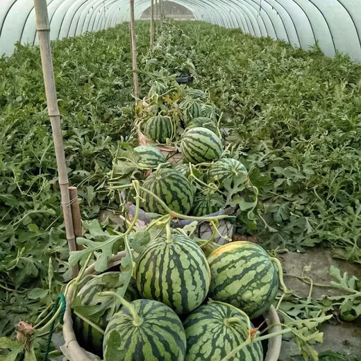 Dayu Meidu watermelon seeds are suitable for southern Kirin melon seedlings early maturing potted plants 8424 super sweet crunchy 8424 watermelon seeds 40 pieces