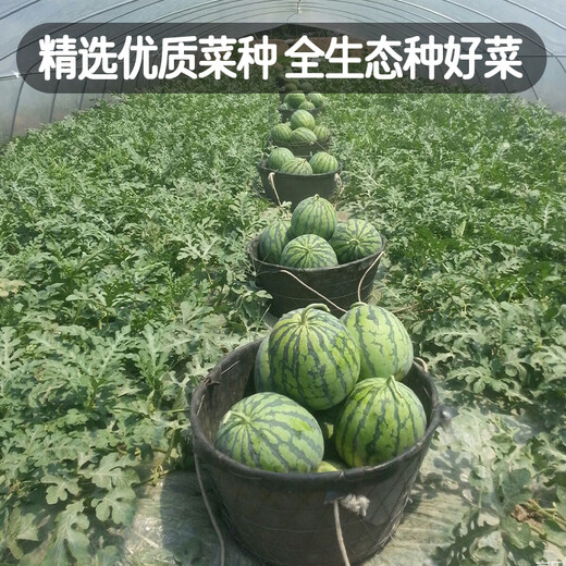 Fengming Yashi Rock Sugar Kirin Watermelon Seeds Red Flesh Watermelon Four Seasons Spring Sweet Watermelon Early Good 8424 Watermelon Seeds 100 capsules