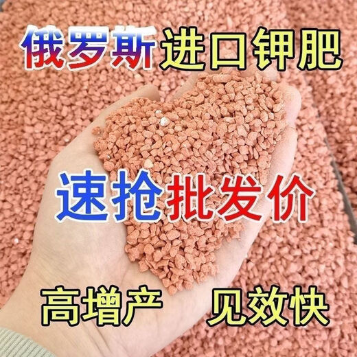 Potash fertilizer wholesale Russian imported high-potassium high-efficiency fertilizer general instant fertilizer for agricultural flowers, fruit trees and vegetables red granular potash fertilizer 100Jin Jin equal to 0.5kg