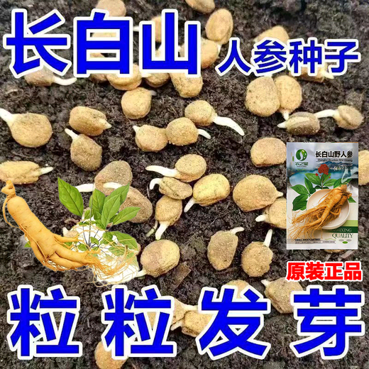 Changbai Mountain ginseng seeds, wild ginseng seeds, easy to grow Chinese medicinal materials in all seasons, easy to live indoor flower pots, ginseng seeds shipped without buds, big sale, 2 bags selected, about 104 capsules