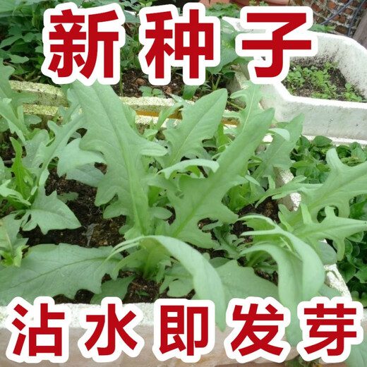 New seeds on the market New Zealand imported sweet wheat rapeseed, oilseed rapeseed, four-season vegetable seeds, sweet potato seeds with flower buds, high germination rate, original factory packaging, 5 packs of about 5088 new seeds