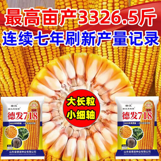 Brave Man Defa 718 High-Yield Corn Seeds Sammlung der landwirtschaftlichen Wissenschaftsakademie für landwirtschaftliche Produkte Double Rod Short Rod Anti-inverted Mais Standard Hot [etwa 4220 Körner]