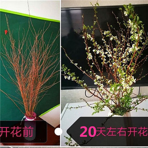 AIMAN hydroponic dry branches of snow willow spray snowflakes bloom when exposed to water. Plants and flowers with dead wood and spring dry branches and plums for indoor balcony flower arrangement. Spray snowflake branches 50-60 cm long, 20 branches. Delivery of dry branches. Hydroponic cultivation takes 10-20 days to germinate and bloom.