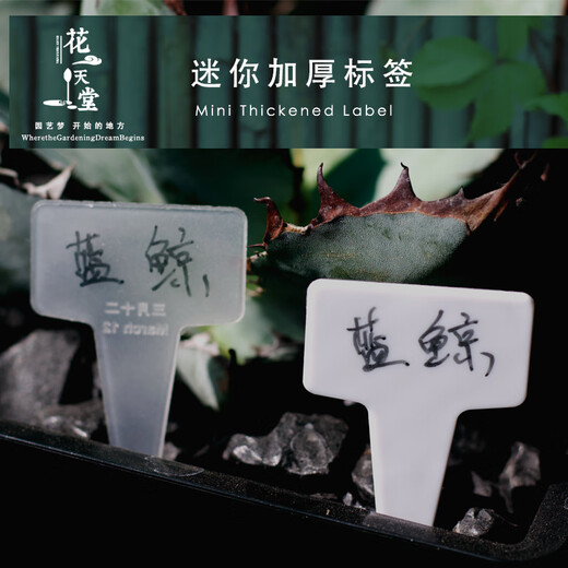 Transparent succulent label insert card T-shaped gardening tools plant flower planting sowing seedlings plastic label identification plate large white 100 pieces free black double-ended pen width 5.8 height