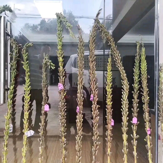 New Aerospace Shenzhi King White Sesame Seed Resistant to Repeated Cropping, High Oil and High Yield Sesame Seed, Dwarf Stem Capsule, Eight-Length Field, One Acre, 500g Barrel, High Oil White Sesame