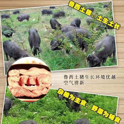 Large Intestine Farm Fresh Black Pig Intestine Raw Large Intestine 5 Jin Jin equals 0.5 kg with ice Native Pig Large Intestine 5 Jin Jin equals 0.5 kg Premium Pack