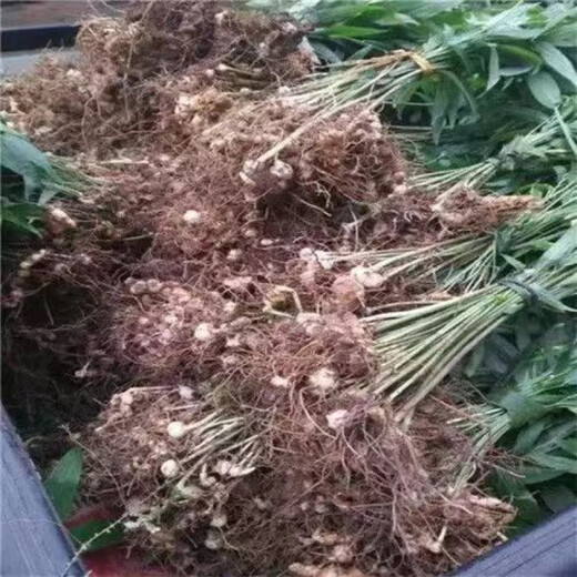 Authentic Medicinal Materials Polygonatum Seeds Chicken Head Polygonatum Tiger Ginger Chicken Claw Ginseng Claw Ginseng Yellow Pheasant Seeds Polygonatum Miao Large Leaf Seedlings Delivered 1500