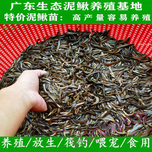 Loach fresh bait Taiwanese loach fishing Luya fish turtle ornamental fish ball loach aquarium live feed feed 1-3cm loach 10,000 + 10 damage prevention [recommended