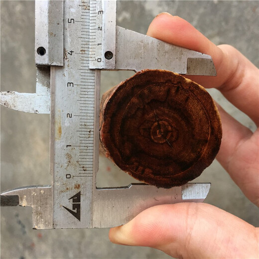 顶妃海南黄花梨紫色油梨鬼脸原木料2.0珠子料 底色紫紫 满满都是 图片色