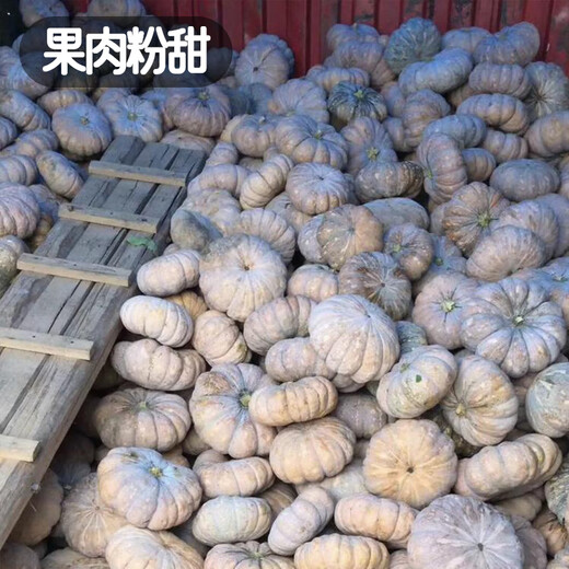 Fengming Yashi Farmhouse Mopan Pumpkin Seeds Large Pumpkin Seeds Jingxiang Honey Pumpkin Seeds 20 capsules
