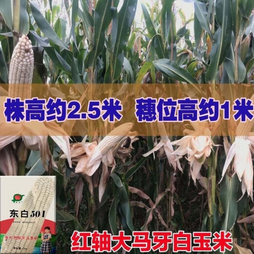 东白501南北方通种大棒白玉米种子稳产杂交春播夏播早熟粮食饲料 东白501原装1包2斤