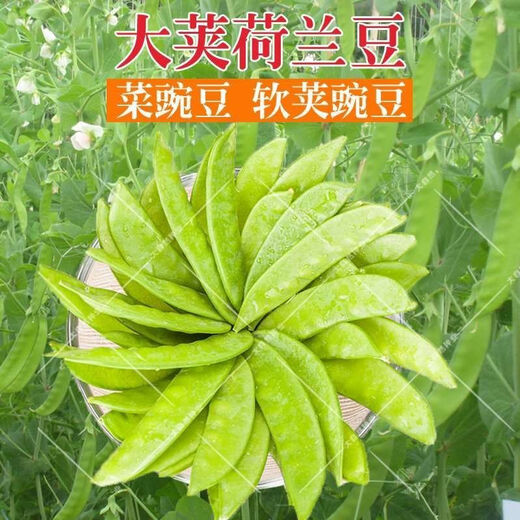 Roselle-Samen, rote Pfirsich-K-Samen, Sesamhonig, große Zuckerschoten, 9-Zoll-Ginseng, süße Senfkörner, original große Zuckerschotensamen, 100 Kapseln, 2 Packungen