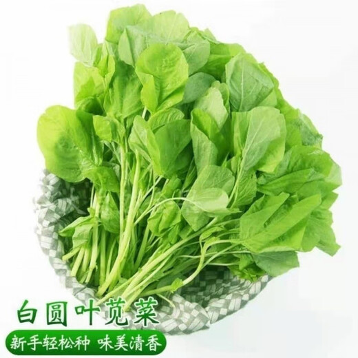 Big round leaf glutinous rice, amaranth, green leaf, amaranth, four seasons, farm vegetables, green seeds, amaranth #(picked and long)* White round leaf amaranth, exquisite 3 packs [sweet, tender and refreshing] about 16,805 capsules