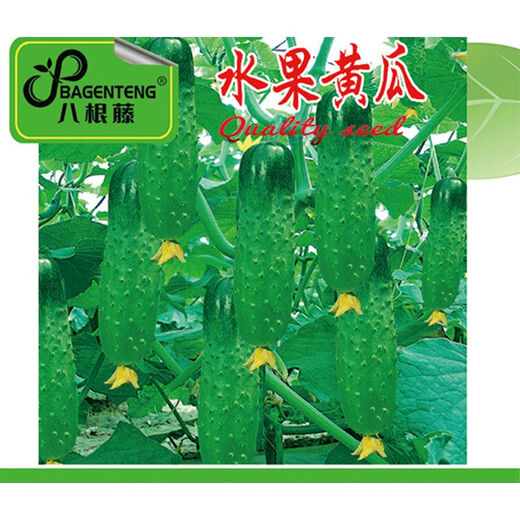 No scaffolding, fruit cucumber seeds crawling all over the floor, four-season courtyard balcony potted cucumber seeds, vegetable seeds, original, fruit cucumber seeds crawling all over the floor, selected two packs, about 111 grains + Song fertilizer