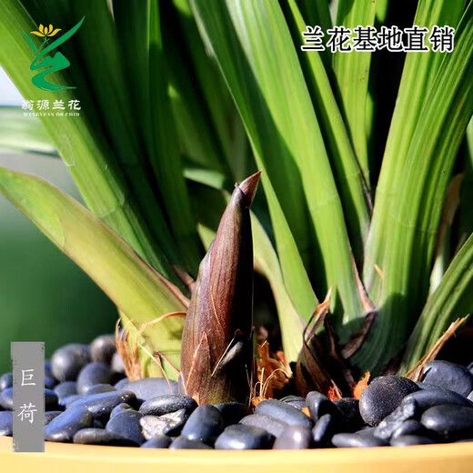 Wengyuan Orchid Authentic Spring Orchid Giant Lotus Old Species Winter Flowering Period Strong Fragrance Easy to Grow Indoor Desktop Flower Pots Giant Lotus 7 Seedlings Large Strong Seedlings Simple Pot Hair