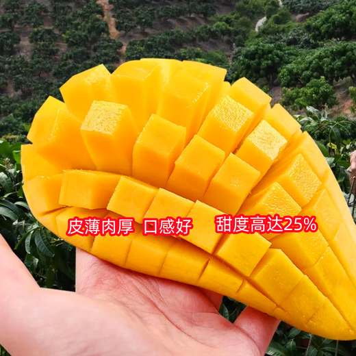 New varieties of Thai seedless mango saplings, seedless grafted mango seedlings, planted in four seasons, cold-resistant and extra large in the same year, 81cm (inclusive) - 110cm (inclusive), 4-year seedlings (full of results)