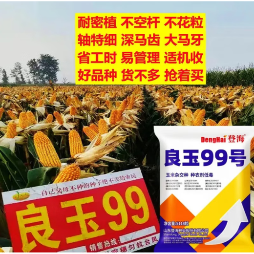 新种现货原装良玉99玉米种子抗病耐温山东登海良玉99铁杆玉米大棒 登海良玉99【5118粒3.8斤左右】x5袋