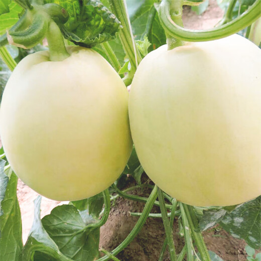 Zhongke Maohua white-skinned melon seeds Jingmi No. 1 early-maturing melon seeds hybrid thin-skinned white melon seeds fruit seeds Jingmi No. 1 melon seeds 600 capsules