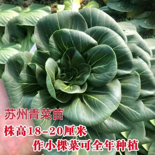 Qiuying Dwarf Suzhou green vegetable seedlings all seasons Shanghai green rice seedlings Wutai small green vegetable seedlings balcony field vegetable growing vegetables Shanghai green seedlings 20 trees