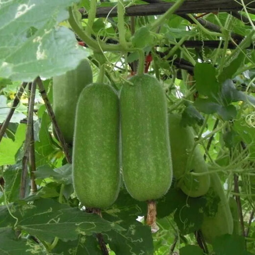 Winter melon seeds are easy to sow in all seasons. Winter melon seeds are grown in fields and courtyards. Winter melon vegetable seeds are easy to sow. Winter melon simple pack 30 capsules