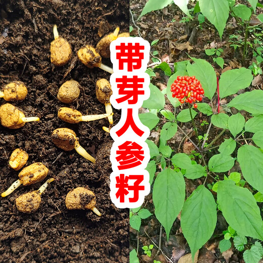 Changbai Mountain ginseng seed planting potted Korean ginseng, wild ginseng, American ginseng, and ginseng seedlings, potted red ginseng seeds 1g 30 germination seeds