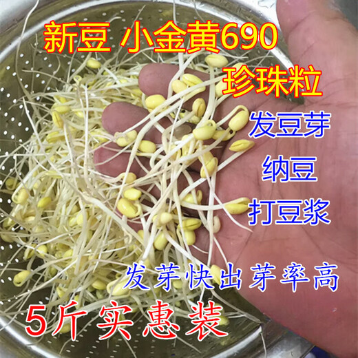 Zhifazhe New Bean Xiaojinhuang 690 Sojabohnen 5Jin Jin entspricht 0,5 kg. Aus kleinen Sojabohnen werden Natto-Perlen hergestellt. Xiaojinhuang 1Jin Jin entspricht 0,5 kg.