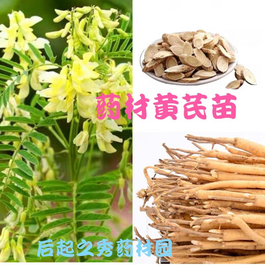 Wild Chinese medicinal material Astragalus seedlings Astragalus seedlings fresh with teeth and kept alive can be planted in pots and planted in the ground. 20 seedlings and 3 seedlings.