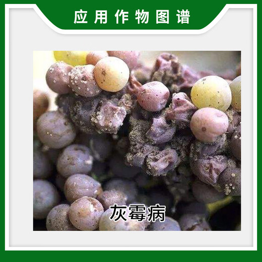 先正达 瑞镇 50%嘧菌环胺葡萄夏黑巨峰阳光玫瑰灰霉病农药杀菌剂 15g