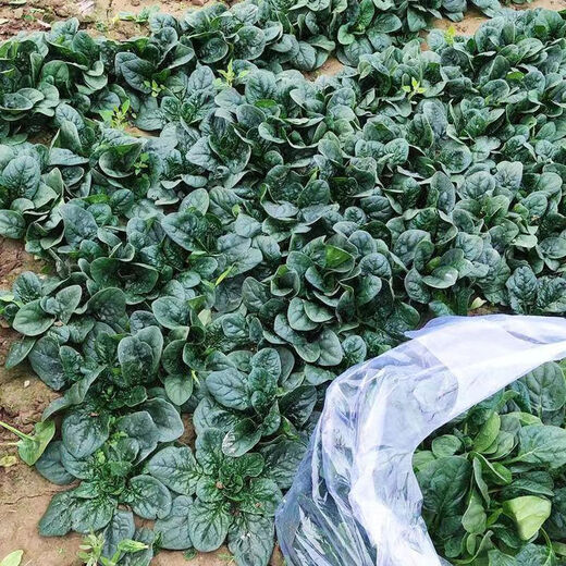 Black-leaf spinach seeds, low-lying spinach seeds, cold-resistant autumn and winter dwarf spinach, thick and non-greasy farm rapeseed, black-leaf spinach seeds, currently on sale, buy 1 song, 1 hair, 2 packs, 20 orders left