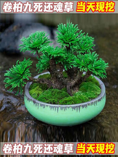 Shantou Lincun Selaginella nine-dead resurrection grass desktop flowers and plants bonsai potted rockery combination absorbent stone calamus orchid. The whole nest of about 9 to 11 heads is dug on the same day. Pallets are not included.