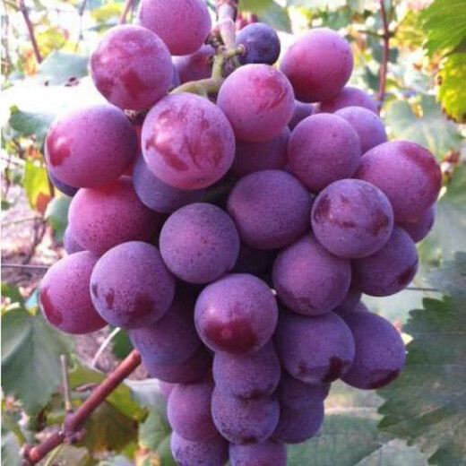 Grape seeds potted fruit tree seeds grape balcony fruit seeds grape tree raisin planting Goldfinger grape seeds 28 capsules p