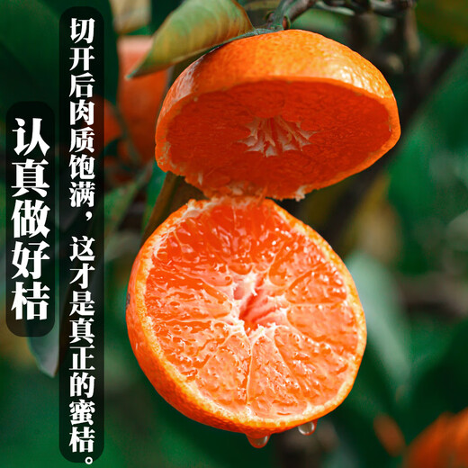 Uncle Sam's Authentic Linhai Yongquan Tangerine, Next Day Delivery to Many Places, Seedless Tangerine Orange Fruit Gift Box, Best Selling* Premium Fruit, Fruit Circumference 50-60mm, Super Sweet, Alpine Old Tree Fruit, 5 Jin Jin is equal to 0.5 kg, Gift Box, Carefully Selected by Farmers, Net 4.5