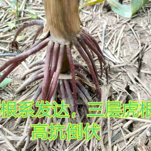 Suiyiman Jingke 968 high-yielding corn seeds, short stems and big sticks, drought-resistant and high-temperature resistant purple gold version white shaft corn seeds purple gold version original 4000 grains