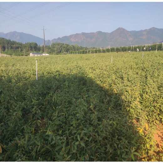 Thousands of Jin Jin is equal to 0.5 kg. Pulled seeds small leaf red skin Chinese herbal medicine Diao Ma Zhuang seeds Chinese herbal medicine wild one-root seedlings drilled into the ground wind tree saplings. Thousands of Jin Jin is equal to 0.5 kg. Pulled seeds 0.5 Jin Jin is equal to 0.5 kg. Does not include pots.