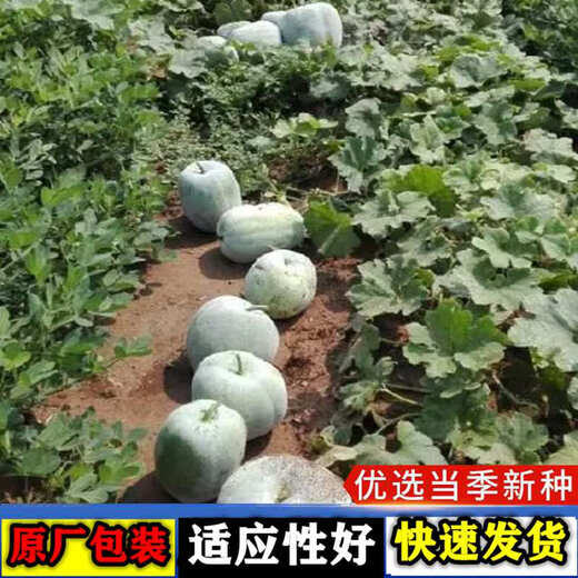 Pink-skinned winter melon seed trellis climbing white winter melon field outdoor greenhouse complete collection of vegetable seeds that are easy to grow in all seasons Pink-skinned winter melon seeds 1 pack about 20 capsules