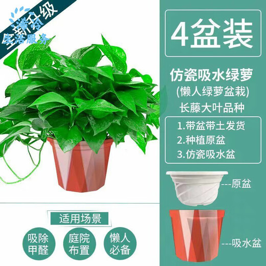 多瑙梦绿萝盆栽室内批发花卉植物除甲醛客厅新房长藤绿植绿箩水培绿植 6盆12023新款绿早安湓水 包养活赠三肥
