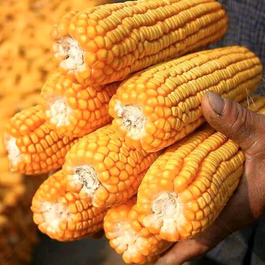 Suiyiman Jingke 968 high-yielding corn seeds, short stems and big sticks, drought-resistant and high-temperature resistant purple gold version white shaft corn seeds purple gold version original 4000 grains