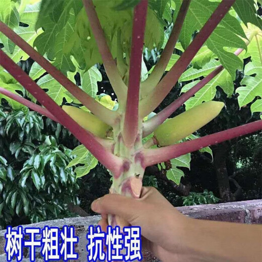 Papaya seedlings, Thai golden milk papaya seedlings, dwarfed southern and northern potted plants, ground-planted papayas that bear fruit in the same year, dwarf papayas 5 cm (with soil and leaves)