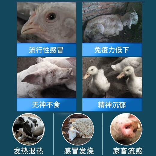 迅销兽用板蓝根粉散末猪牛羊用中药饲料添加剂鸡鸭禽畜感冒清热抗病毒 1袋2斤【纯中药制剂#无赠送】