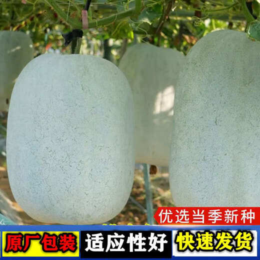 Pink-skinned winter melon seed trellis climbing white winter melon field outdoor greenhouse complete collection of vegetable seeds that are easy to grow in all seasons Pink-skinned winter melon seeds 1 pack about 20 capsules