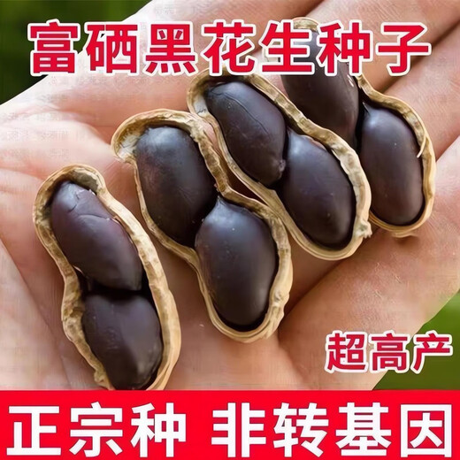 Black peanut seeds in shell, rich in selenium, black peanuts, black peanuts, farmers choose to sow in the field, black purple peanut seeds, black pearl peanut seeds, half Jin Jin is equal to 0.5 kilograms