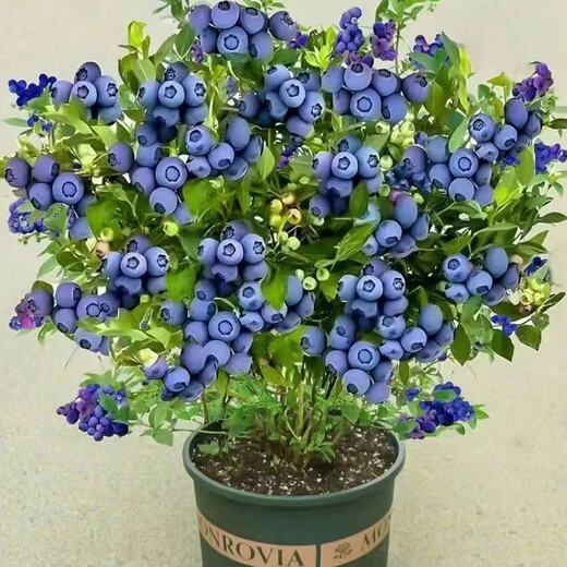 Two harvests, four-season blueberry seedlings potted in the ground, fruit tree seedlings in the south and north, indoor potted plants, pink water, tender and sweet, one-year seedlings, shipped one by one with soil